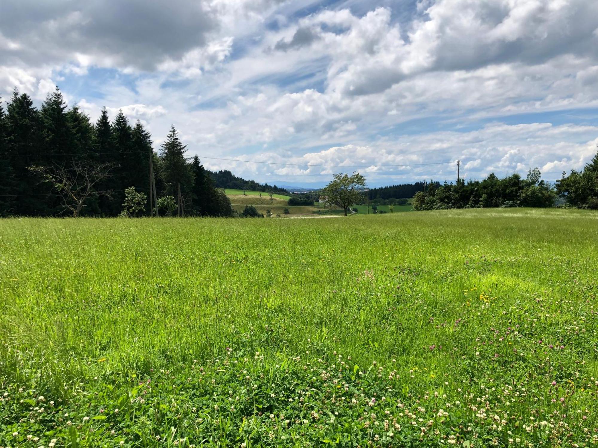 Ferien Im Schwarzwald Freiamt Exterior foto