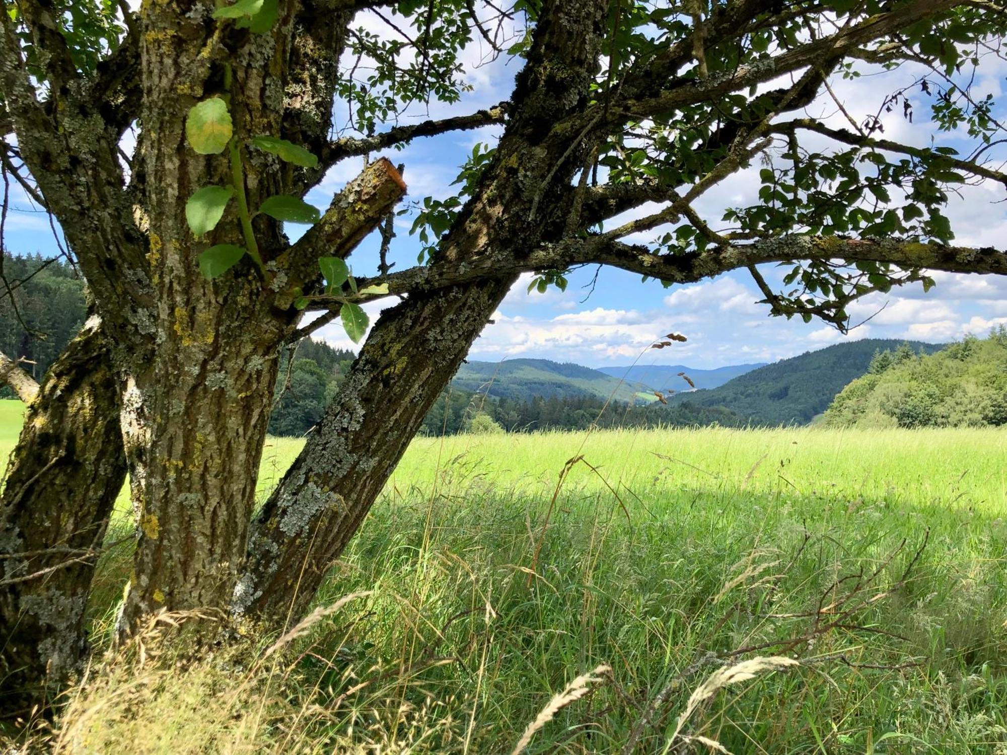 Ferien Im Schwarzwald Freiamt Exterior foto