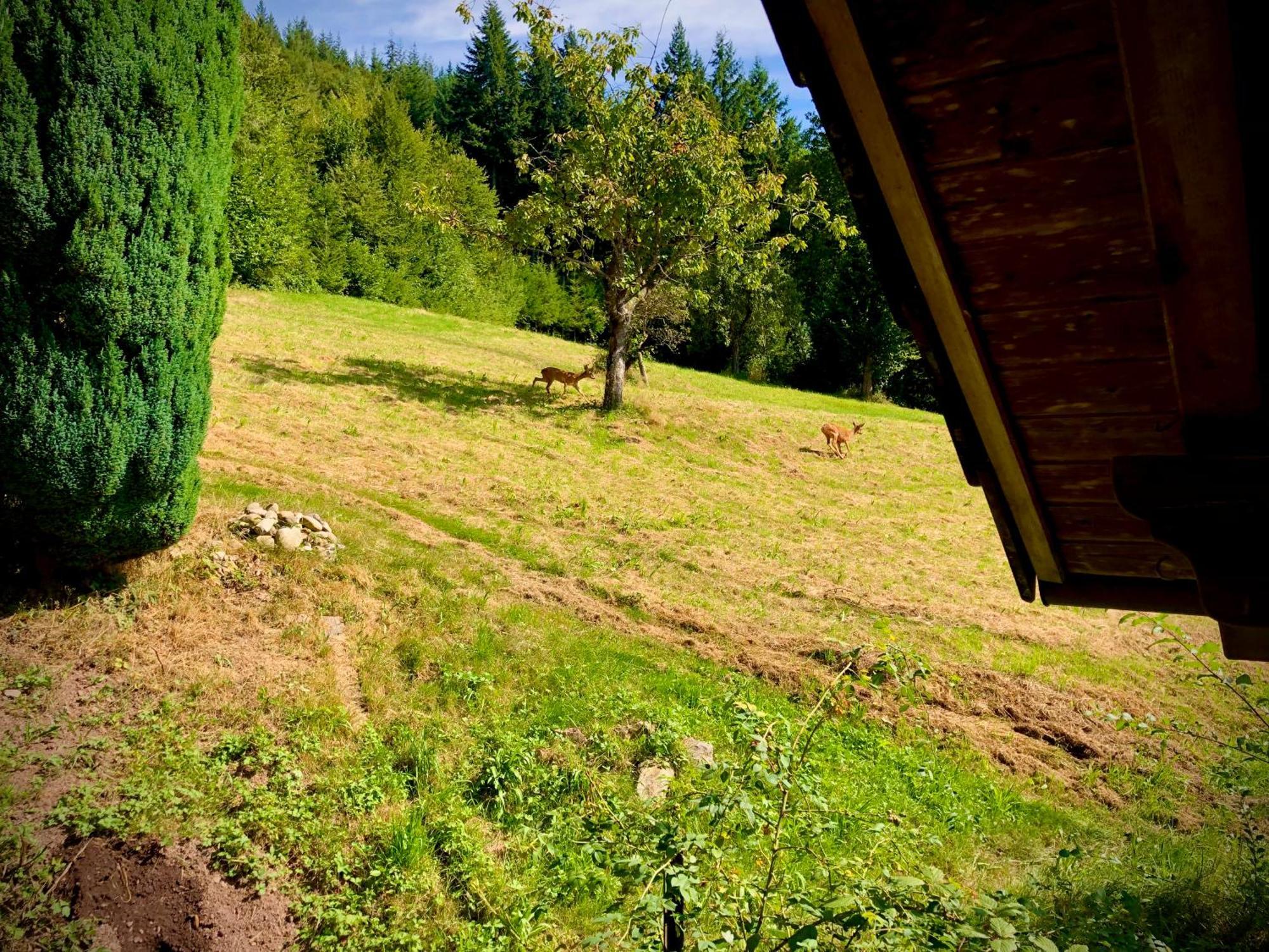 Ferien Im Schwarzwald Freiamt Exterior foto
